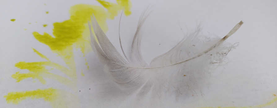 Plume duveteuse sur toile qui évoque la douceur du nid intérieur