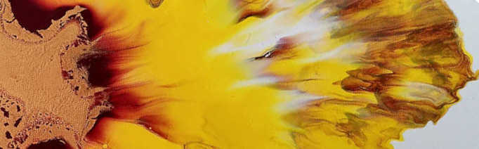 Rayonner exposition fleur soleil